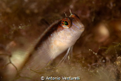 Parablennius rouxi_August 2025
(Canon RF100,1/200,f9,iso... by Antonio Venturelli 